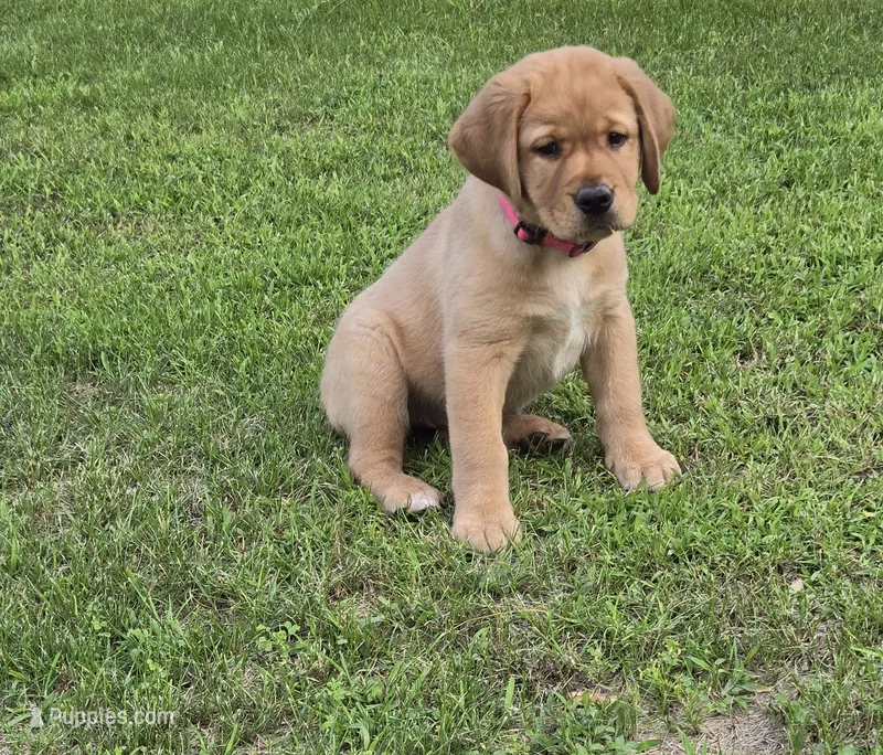 Pink Collar Female – Labrador Retriever puppy for sale in Johannesburg, MI