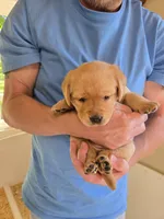 Green Collar Female, a female Labrador Retriever for sale in Johannesburg, MI – 3 of 6