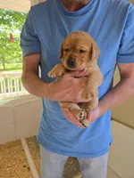 Pink Collar Female, a female Labrador Retriever for sale in Johannesburg, MI – 4 of 6
