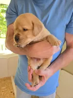 Gray Collar Male, a male Labrador Retriever for sale in Johannesburg, MI – 3 of 6