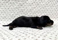 Minnie, a female Miniature Dachshund for sale in Solon, OH – 2 of 5