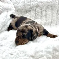 Millie [DNA Proof], a female Miniature Dachshund for sale in Solon, OH – Photo 7 of 9