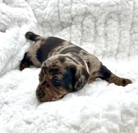 Millie [DNA Proof], a female Miniature Dachshund for sale in Solon, OH – Photo 7 of 9