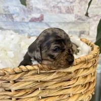 Millie [DNA Proof], a female Miniature Dachshund for sale in Solon, OH – Photo 4 of 9