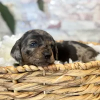 Millie [DNA Proof], a female Miniature Dachshund for sale in Solon, OH – Photo 3 of 9