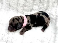 Millie [DNA Proof], a female Miniature Dachshund for sale in Solon, OH – Photo 8 of 9