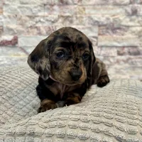 Millie [DNA Proof], a female Miniature Dachshund for sale in Solon, OH – Photo 1 of 9