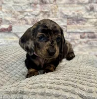 Millie [DNA Proof], a female Miniature Dachshund for sale in Solon, OH – Photo 1 of 9