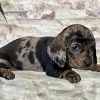 Millie [DNA Proof], a female Miniature Dachshund for sale in Solon, OH – Photo 2 of 9