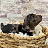 Millie [DNA Proof], a female Miniature Dachshund for sale in Solon, OH – Photo 9 of 9