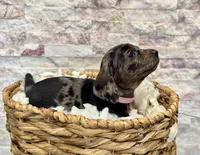 Millie [DNA Proof], a female Miniature Dachshund for sale in Solon, OH – Photo 9 of 9