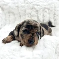 Millie [DNA Proof], a female Miniature Dachshund for sale in Solon, OH – Photo 6 of 9