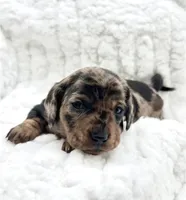 Millie [DNA Proof], a female Miniature Dachshund for sale in Solon, OH – Photo 6 of 9