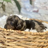 Millie [DNA Proof], a female Miniature Dachshund for sale in Solon, OH – Photo 5 of 9