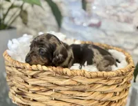 Millie [DNA Proof], a female Miniature Dachshund for sale in Solon, OH – Photo 5 of 9