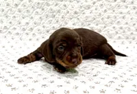 Sadie, a female Miniature Dachshund for sale in Solon, OH – 2 of 5