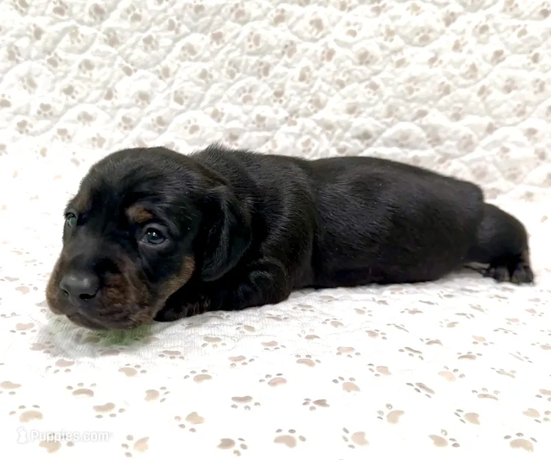 Minnie – Miniature Dachshund puppy for sale in Solon, OH