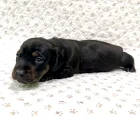 Minnie, a female Miniature Dachshund for sale in Solon, OH – 1 of 5