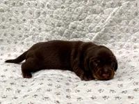 Sadie, a female Miniature Dachshund for sale in Solon, OH – 3 of 5
