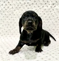 Minnie, a female Miniature Dachshund for sale in Solon, OH – 2 of 8