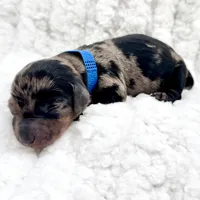 Freddie, a male Miniature Dachshund for sale in Solon, OH – Photo 4 of 4