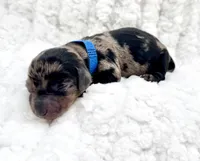 Freddie, a male Miniature Dachshund for sale in Solon, OH – Photo 4 of 4