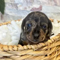 Freddie, a male Miniature Dachshund for sale in Solon, OH – Photo 2 of 4