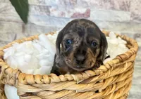 Freddie, a male Miniature Dachshund for sale in Solon, OH – Photo 2 of 4