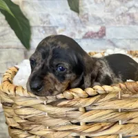 Freddie, a male Miniature Dachshund for sale in Solon, OH – Photo 1 of 4