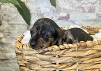 Freddie, a male Miniature Dachshund for sale in Solon, OH – Photo 1 of 4