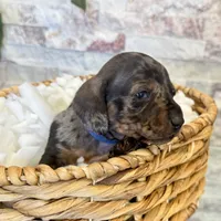 Freddie, a male Miniature Dachshund for sale in Solon, OH – Photo 3 of 4