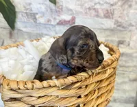 Freddie, a male Miniature Dachshund for sale in Solon, OH – Photo 3 of 4