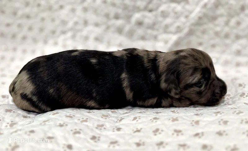 Jax – Miniature Dachshund puppy for sale in Solon, OH