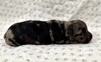 Jax, a male Miniature Dachshund for sale in Solon, OH – 1 of 5