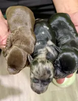 Sadie, a female Miniature Dachshund for sale in Solon, OH – 5 of 5