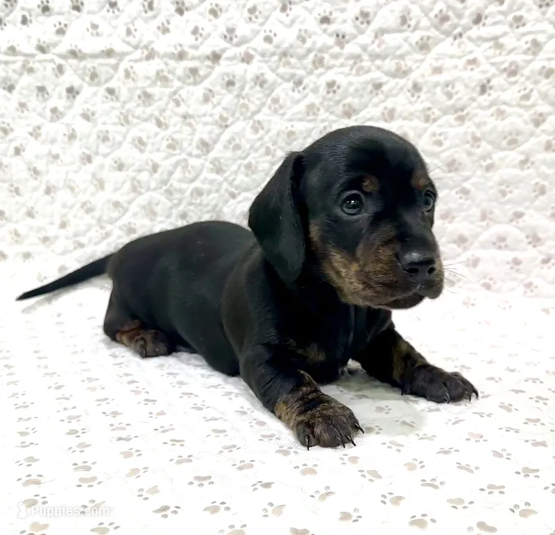 Minnie – Miniature Dachshund puppy for sale in Solon, OH