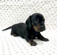 Minnie, a female Miniature Dachshund for sale in Solon, OH – 1 of 8