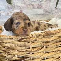Maisie [DNA Proof], a female Miniature Dachshund for sale in Solon, OH – Photo 4 of 6