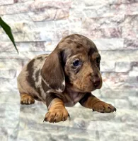 Maisie [DNA Proof], a female Miniature Dachshund for sale in Solon, OH – Photo 2 of 6