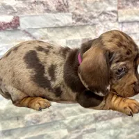 Maisie [DNA Proof], a female Miniature Dachshund for sale in Solon, OH – Photo 3 of 6