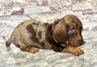 Maisie [DNA Proof], a female Miniature Dachshund for sale in Solon, OH – Photo 3 of 6