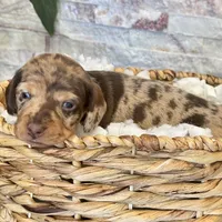 Maisie [DNA Proof], a female Miniature Dachshund for sale in Solon, OH – Photo 5 of 6