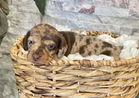 processed/cd68d00d-eadb-4839-b374-d44629e4baa8/listing/a1d66a14-fae3-41e6-922f-9ade7754251e/74b9792e-59a1-4682-a67c-9a187bb690fd