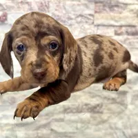 Maisie [DNA Proof], a female Miniature Dachshund for sale in Solon, OH – Photo 1 of 6