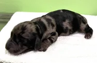Jax, a male Miniature Dachshund for sale in Solon, OH – 4 of 5