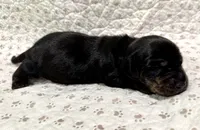 Minnie, a female Miniature Dachshund for sale in Solon, OH – 3 of 5
