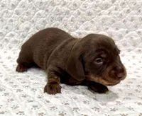Sadie, a female Miniature Dachshund for sale in Solon, OH – 1 of 5
