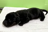 Minnie, a female Miniature Dachshund for sale in Solon, OH – 4 of 5