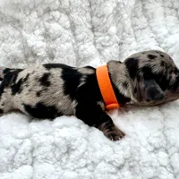 Rosie [DNA Proof], a female Miniature Dachshund for sale in Solon, OH – Photo 7 of 7