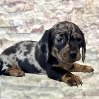 Rosie [DNA Proof], a female Miniature Dachshund for sale in Solon, OH – Photo 1 of 7